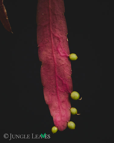 Pseudorhipsalis (Kimnachia) ramulosa 'Red Coral'