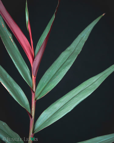 Kolowratia eruciformis 'Red Bamboo Ginger'