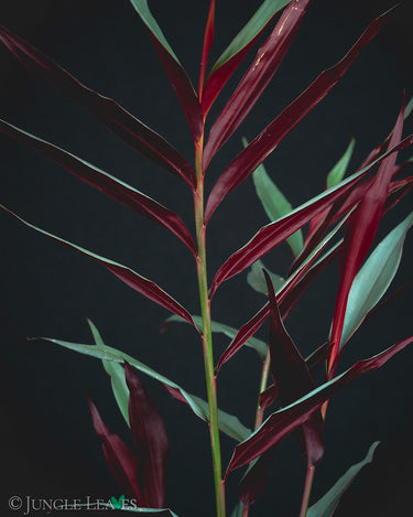 Kolowratia eruciformis 'Red Bamboo Ginger'