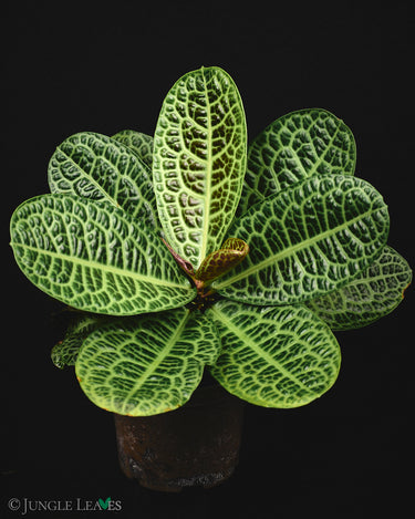Labisia obtusifolia 'Turtleback'