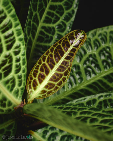 Labisia obtusifolia 'Turtleback'