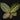 Labisia obtusifolia 'Turtleback'