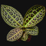 Labisia obtusifolia 'Turtleback'