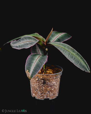 Labisia pumila