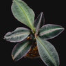 Labisia pumila