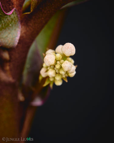 Labisia pumila