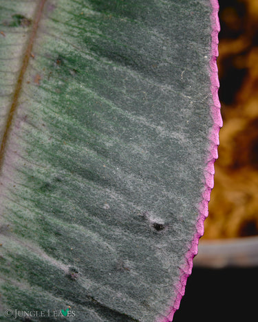 Labisia pumila