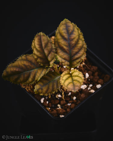 Labisia sp. 'Copperhead' (Vietnam)