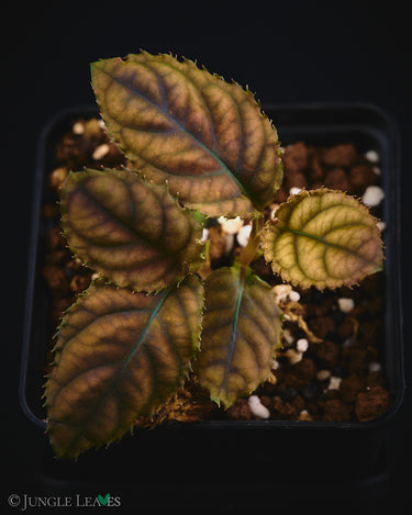 Labisia sp. 'Copperhead' (Vietnam)