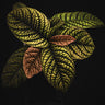 Labisia sp. 'Copperhead' (Vietnam)