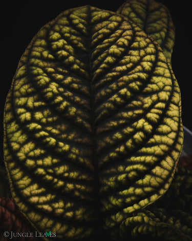 Labisia sp. 'Copperhead' (Vietnam)