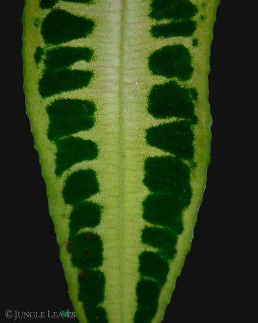 Labisia sp. Jambi (Sumatra)