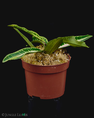 Labisia sp. Jambi (Sumatra)