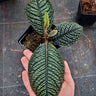 Labisia sp. 'Snake Skin' 'Dino' (Ardisia aff. obovatifolia)