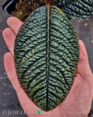 Labisia sp. 'Snake Skin' 'Dino' (Ardisia aff. obovatifolia)