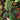 Labisia sp. 'Snake Skin' 'Dino' (Ardisia aff. obovatifolia)