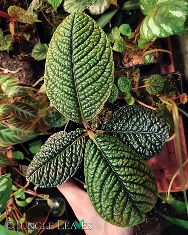 Labisia sp. 'Snake Skin' 'Dino' (Ardisia aff. obovatifolia)
