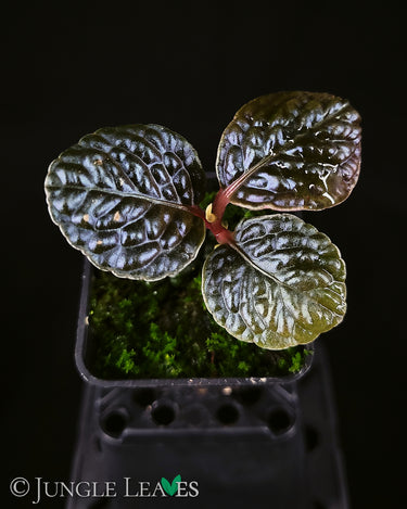 Labisia sp. 'Snake Skin' 'Dino' (Ardisia aff. obovatifolia)