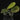 Labisia sp. 'Snake Skin' 'Dino' (Ardisia aff. obovatifolia)