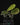 Labisia sp. 'Snake Skin' 'Dino' (Ardisia aff. obovatifolia)