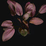 Lagenandra meeboldii Red