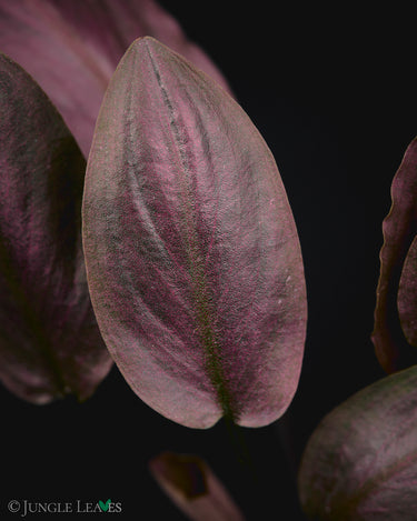 Lagenandra meeboldii Red