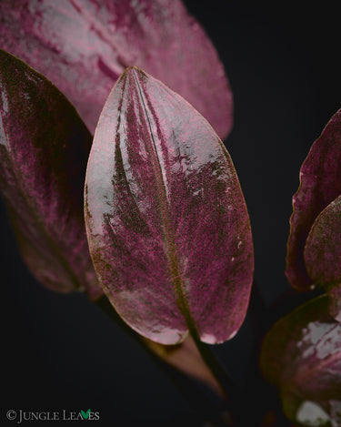 Lagenandra meeboldii Red