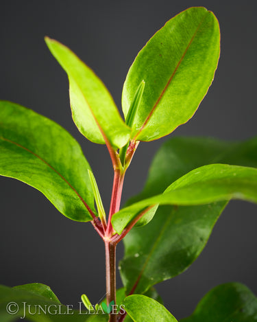 Laguncularia racemosa (Weiße Mangrove)