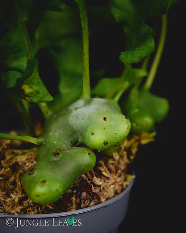 Lecanopteris luzonensis
