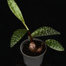 Ledebouria socialis