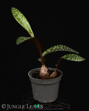 Ledebouria socialis
