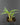 Ledebouria socialis