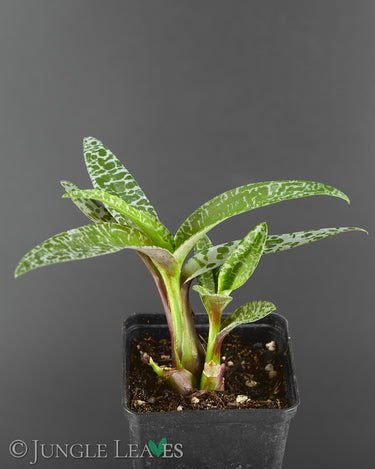 Ledebouria socialis