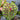 Lepanthes calodictyon