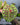 Lepanthes calodictyon