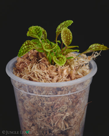 Lepanthes calodictyon