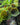 Lepanthes calodictyon