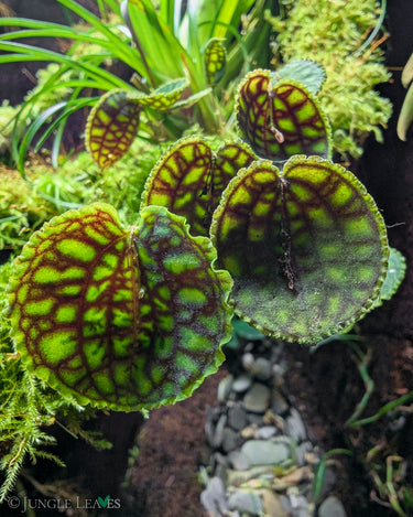 Lepanthes calodictyon