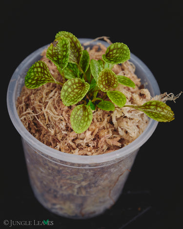Lepanthes calodictyon