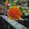 Lepanthes telipogoniflora