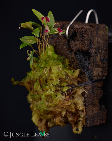 Lepanthes expansa