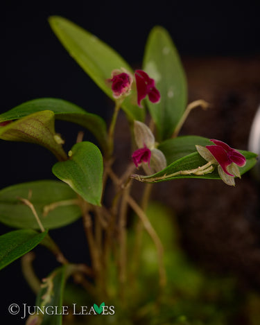 Lepanthes expansa