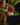 Lepanthes expansa
