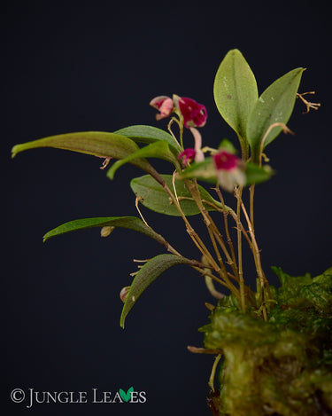 Lepanthes expansa