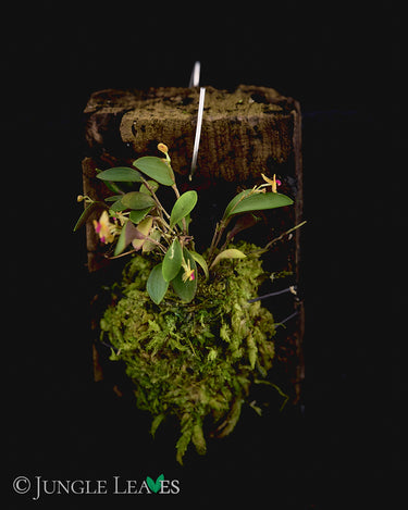 Lepanthes mariposa