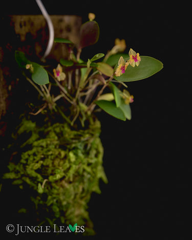 Lepanthes mariposa