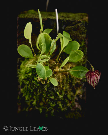 Lepanthes mulleriana