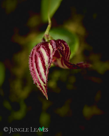 Lepanthes mulleriana