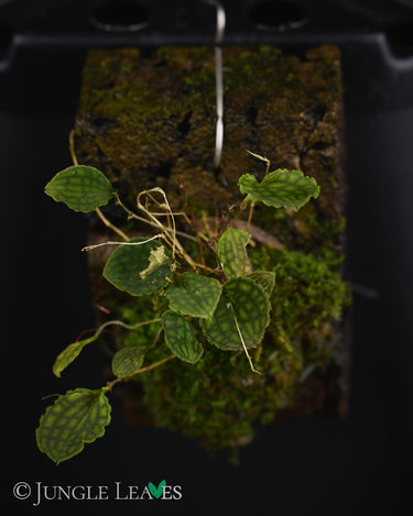Lepanthes volador