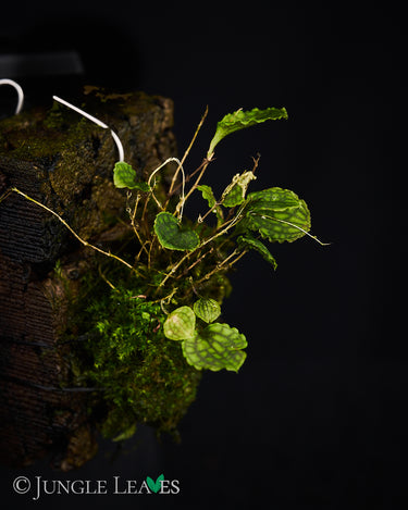 Lepanthes volador